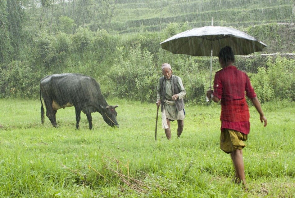 farmers and cattle in the rain on pasture