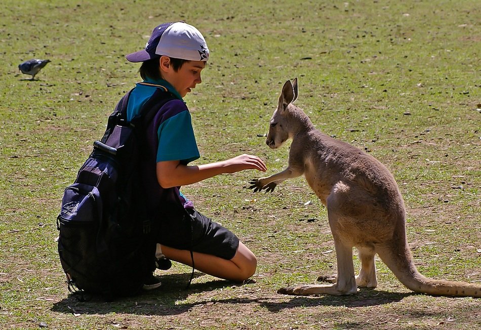 boy and kangaroo