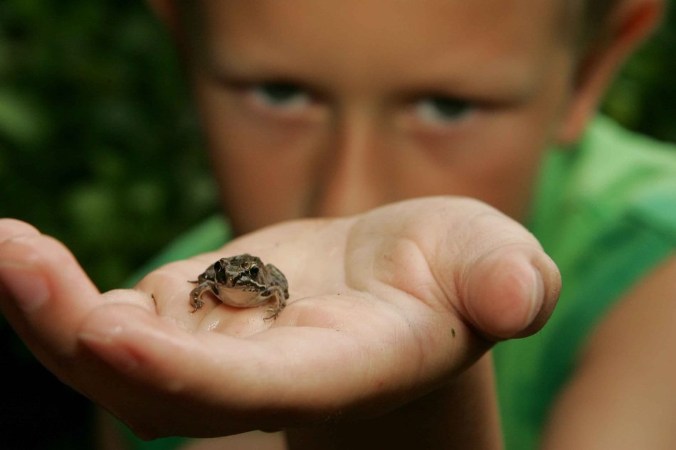 tiny frog on the boy palm
