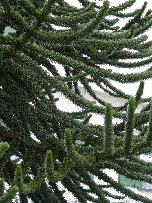 Branches of exotic araucaria