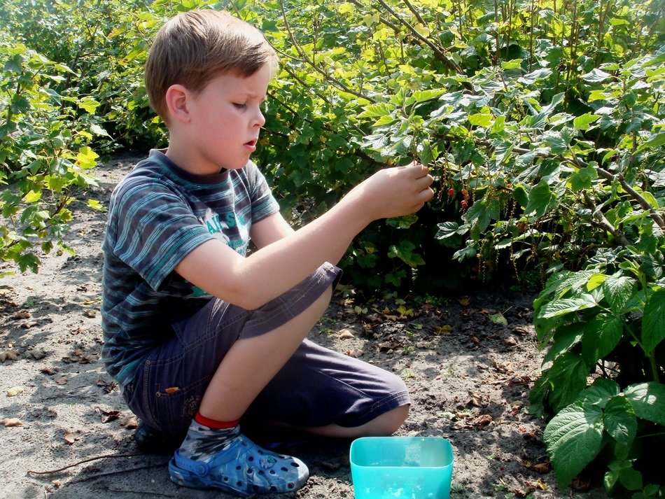 boy picks berries in the garden