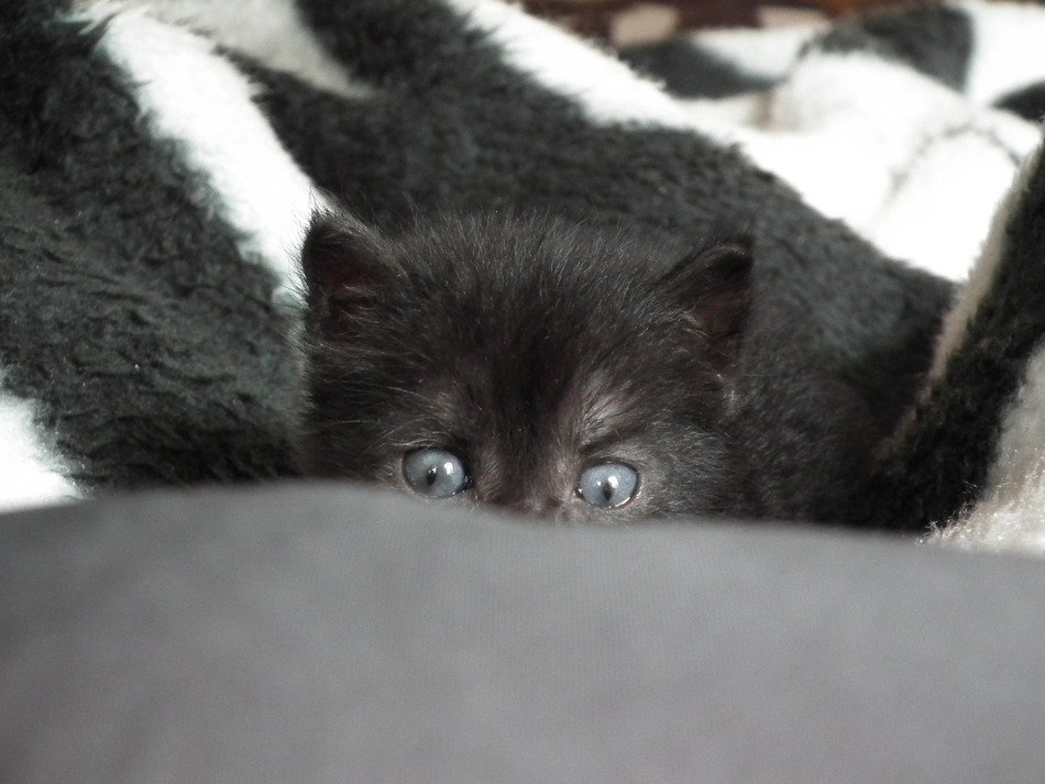 watching black little cat