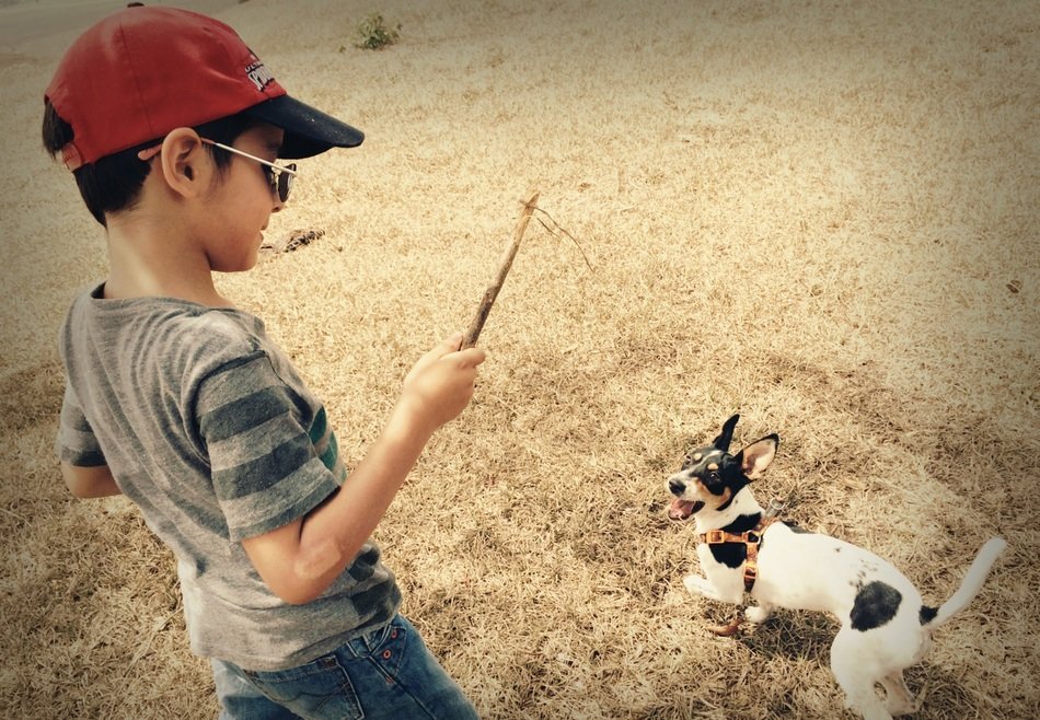 boy playing with a puppy in the meadow