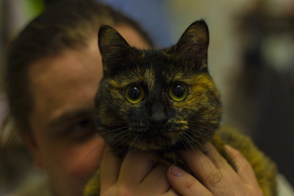 pet cat in the arms