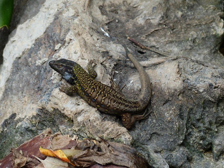 Gallotia galloti lizard on grey rock