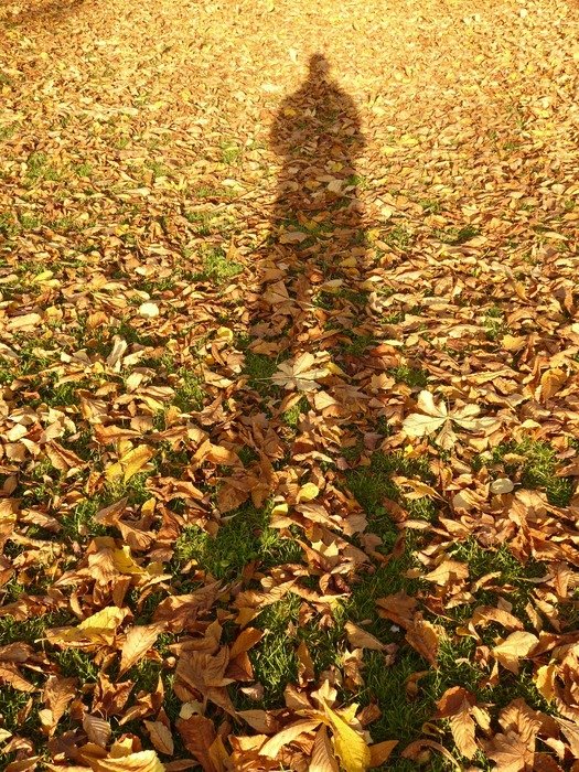 leaves autumn shadow
