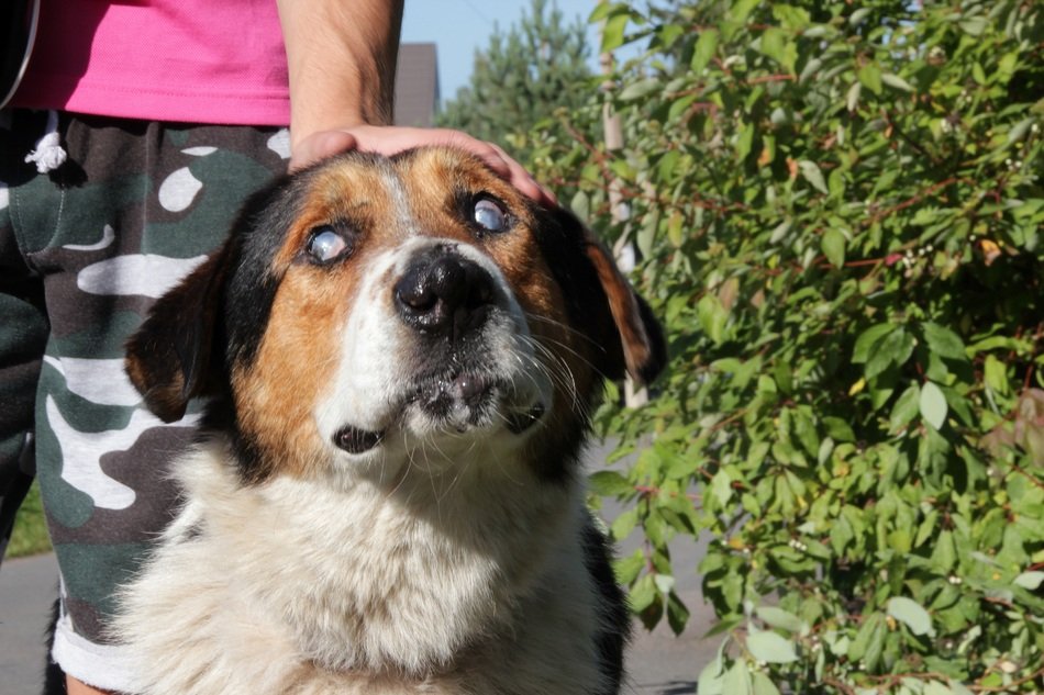 cute blind dog with the owner