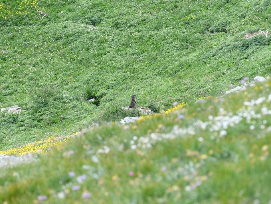 Alpine marmot in the field with flowers