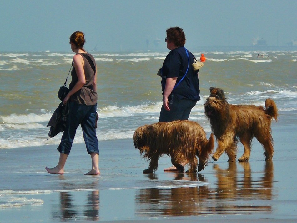 walk with dogs on the beach