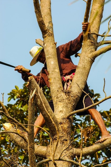 Man on a tree with a felling of the forest
