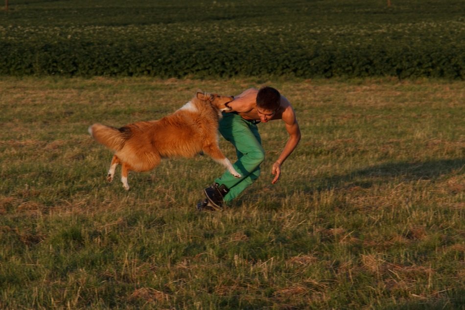training a collie on nature