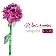 White background with violet pink peon and copy space