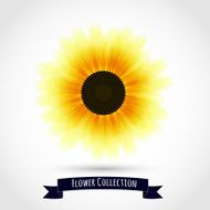 Colorful sunflower isolated on white