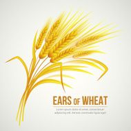 Ears of Wheat Vector illustration