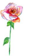 White background with orchid and copy space N2