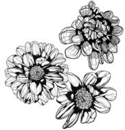 black and white hand painted graphic flower N2