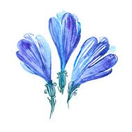 watercolor flower N12