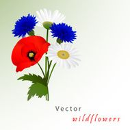 Vector white background with chamomile cornflowers and poppy N4