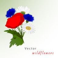 Vector white background with chamomile cornflowers and poppy N5
