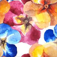 Primrose primula