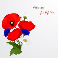 Vector white background with chamomile cornflowers and poppies N4