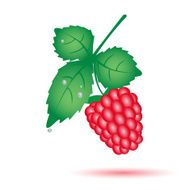 colorful raspberry summer fruit with leaf eps10