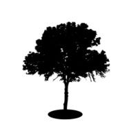Tree Silhouette Isolated on White Backgorund Vector Illustration N6