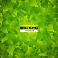 green leaves background N8