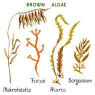 Brown algae
