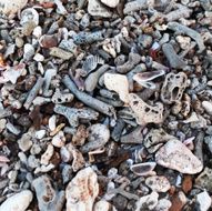 Sea shore texture