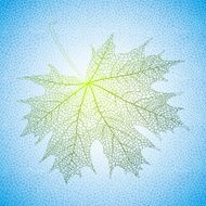 Maple Leaf N23
