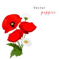 Vector white background with poppies