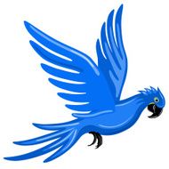 Macaw parrot N2