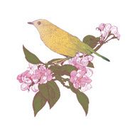 Yellow Bird Sitting Down on Blooming Apple Tree Twigs