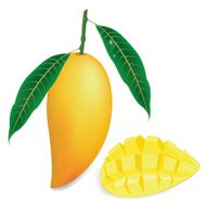 Illustrations mango barracuda on white background