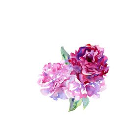 White background with violet pink peons and copy space