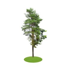 Colored Silhouette Tree Isolated on White Backgorund Vector Il ustration