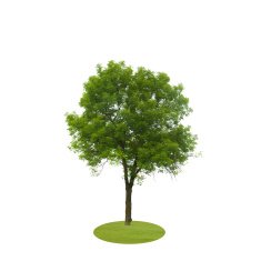 Colored Silhouette Tree Isolated on White Backgorund Vector Il ustration N2