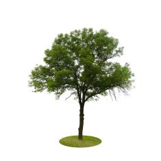 Colored Silhouette Tree Isolated on White Backgorund Vector Il ustration N3