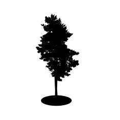 Tree Silhouette Isolated on White Backgorund Vector Illustration N3