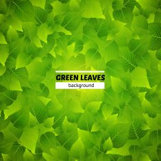 green leaves background N8