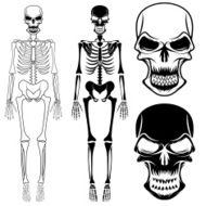set of skeletons and skulls