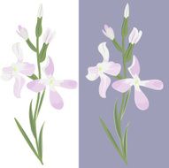 Vector flower night violets
