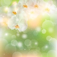 summer green background with a sprig of white Orchid flowers