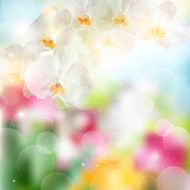 summer background with sprig of white Orchid flowers