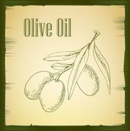 hand drawn olive branch - vector