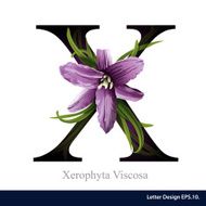 Letter X vector alphabet with xerophyta viscosa ABC concept