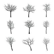 Trees with dead branch N56