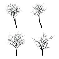 Trees with dead branch N57