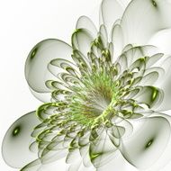 Beautiful green flower on white background